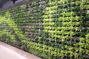 無土種植生物炭棉